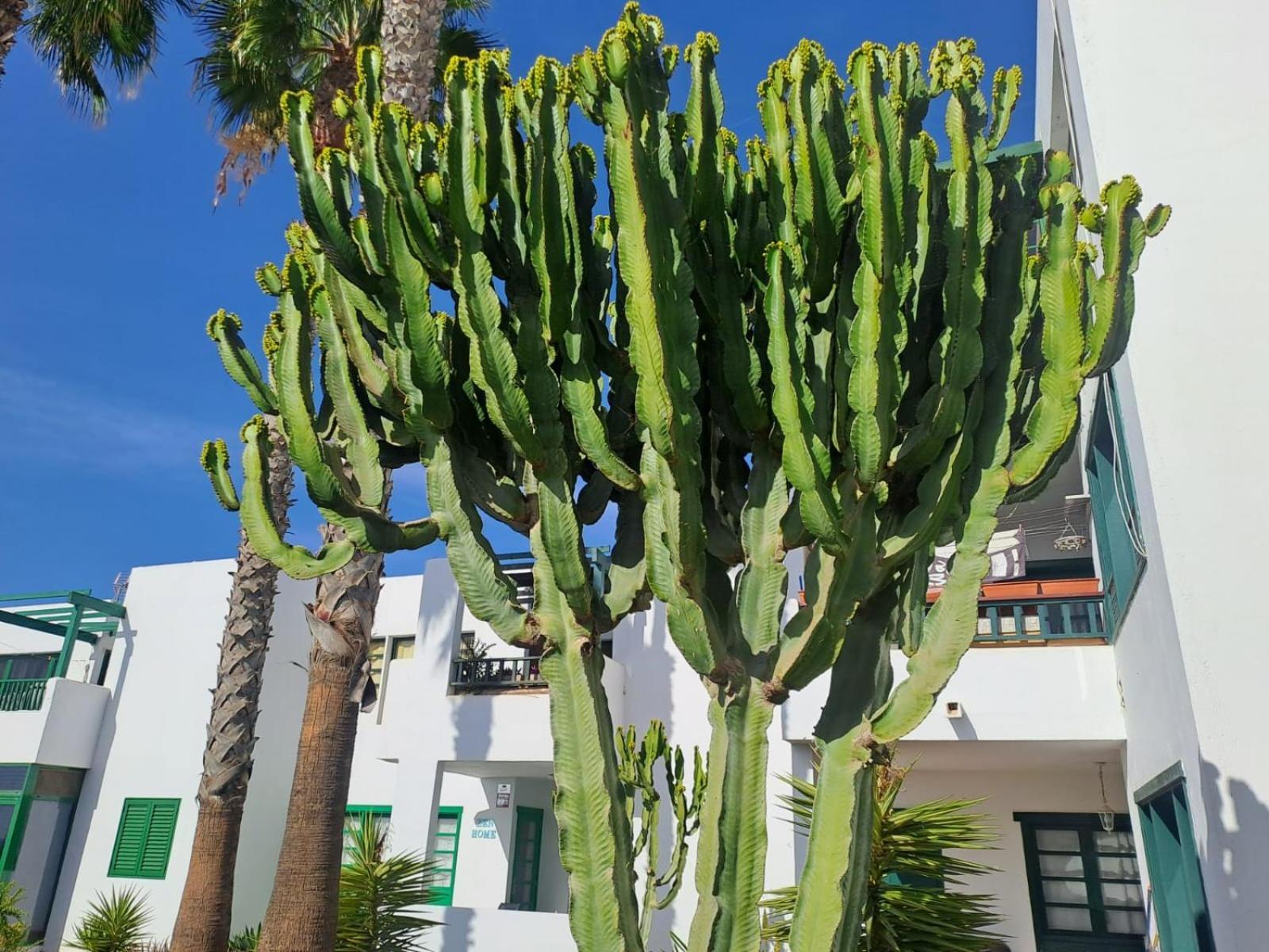 Azul Tuscan Playa Y Piscina Costa Teguise Ngoại thất bức ảnh